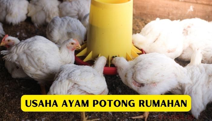 Usaha Ayam Potong Rumahan Peluang Usaha Modal Kecil Syahril Id